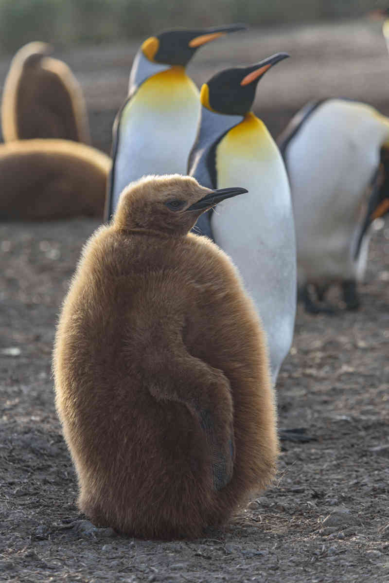 Pingüino Rey - islas Georgias del Sur