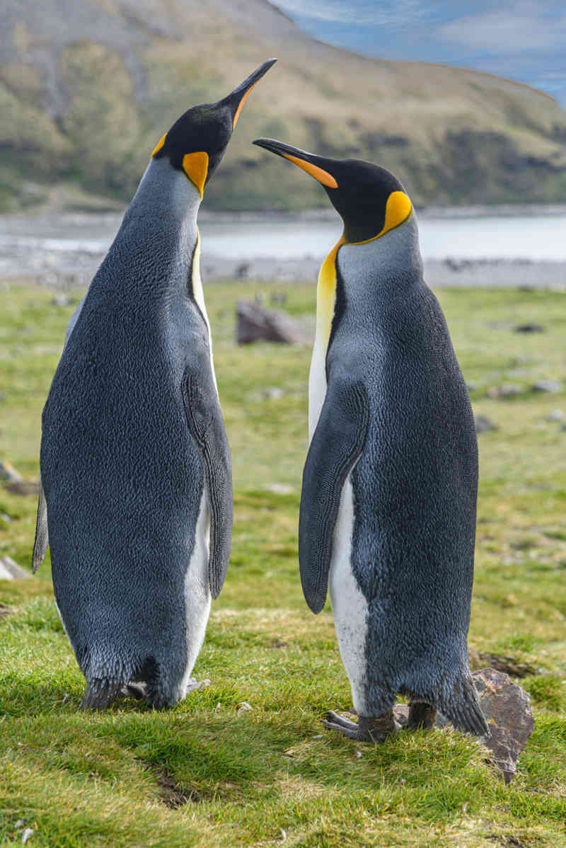 29 - Pingüino Rey - islas Georgias del Sur