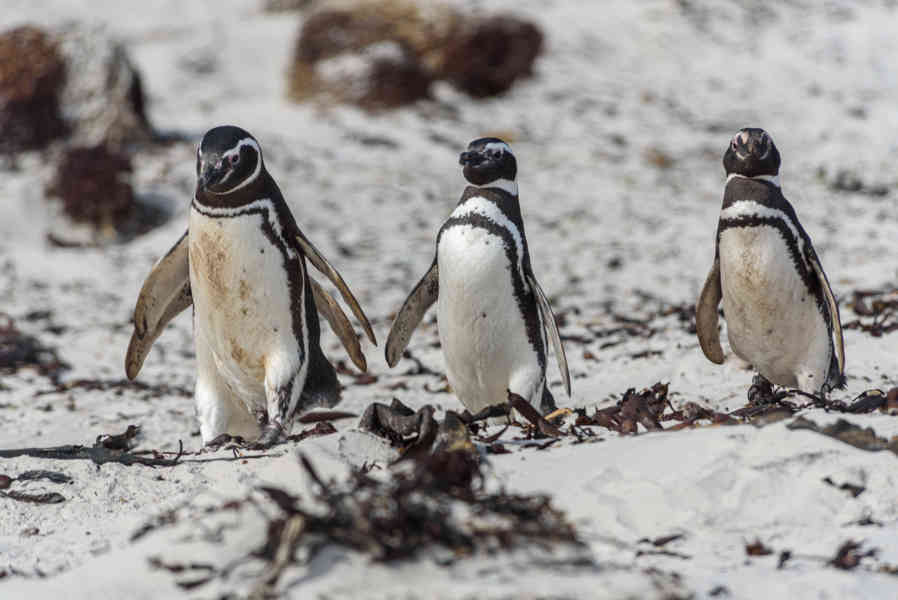 21 - Pingüino de Magallanes - islas Falkland o Malvinas