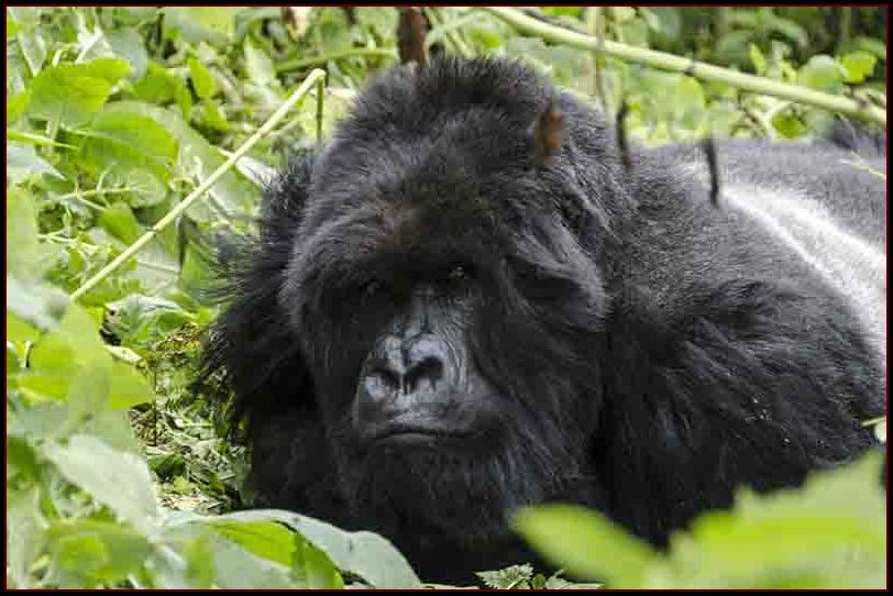 Gorila - selva de Virunga - parque nacional de los volcanes - Ruanda