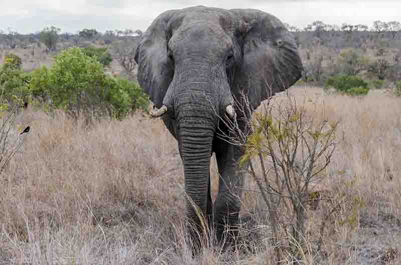 Elefante - Sudáfrica