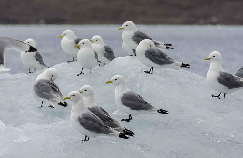 Pájaros Black-legged Kittiwake - islas Svalbard