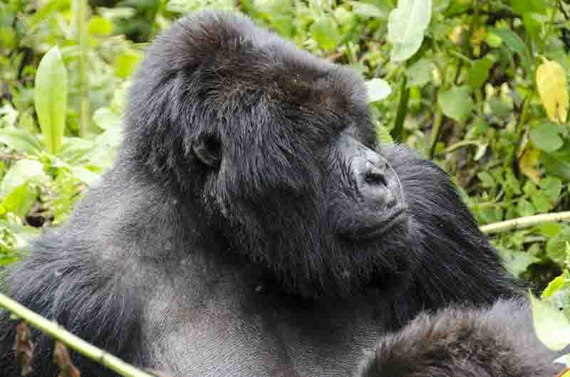 Gorila - selva de Virunga - parque nacional de los volcanes - Ruanda