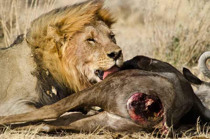 León comiendo - parque nacional de Etosha - Namibia