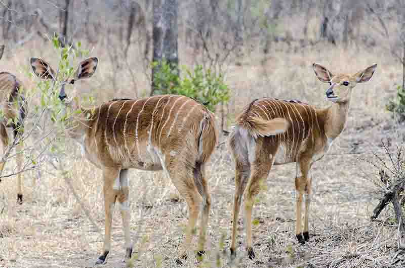 Antílope Kudu - Nyala
