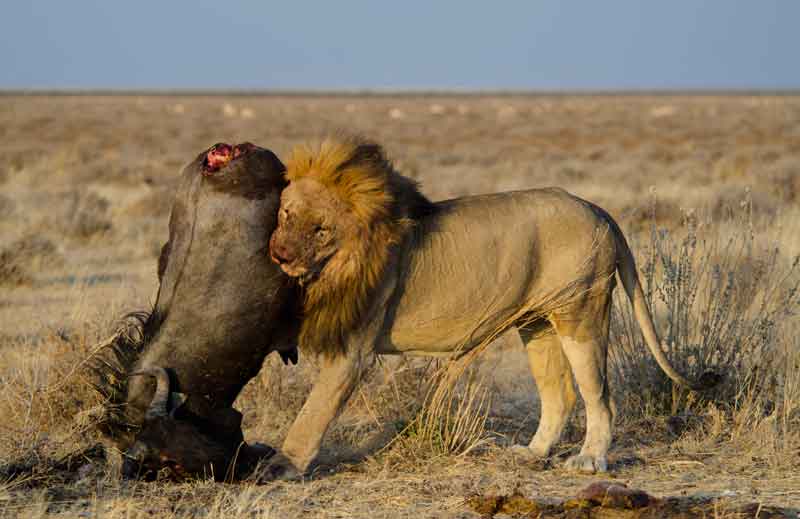 León comiendo - parque nacional de Etosha - Namibia
