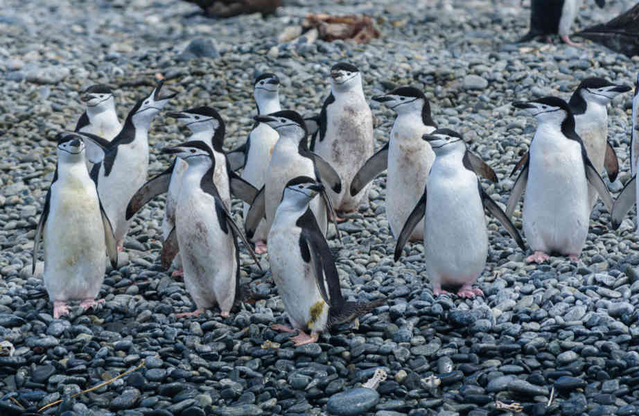 41 - Pingüino Chinstrap - islas Georgias del Sur