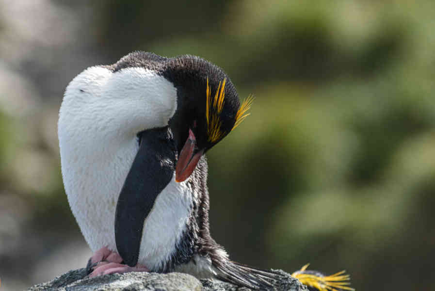 43 - Pingüino Macaroni - islas Georgias del Sur