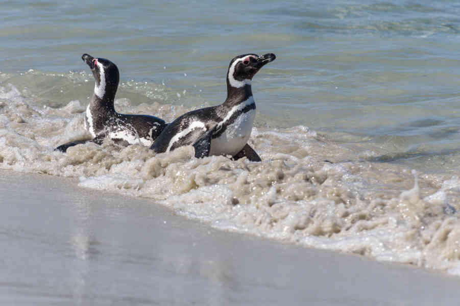 22 - Pingüino de Magallanes - islas Falkland o Malvinas