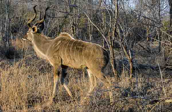 Antílope Kudu - Sudáfrica