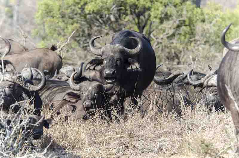 Búfalo Africano - Sudáfrica