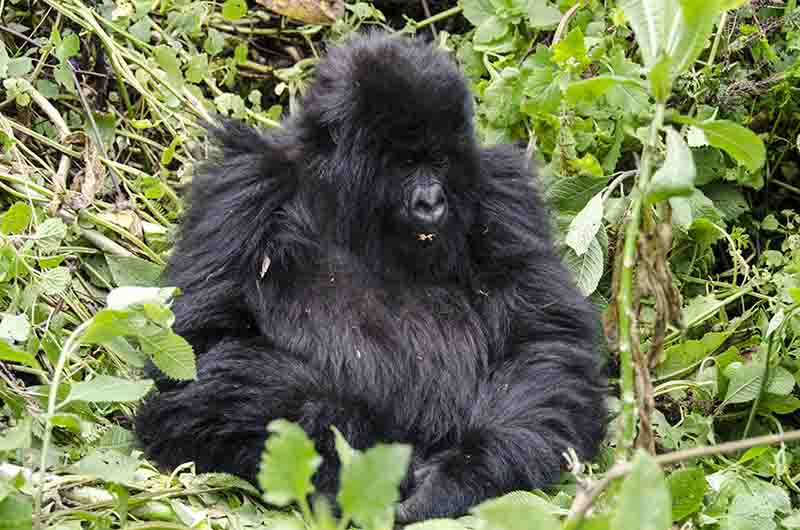 Gorila joven - selva de Virunga - parque nacional de los volcanes - Ruanda