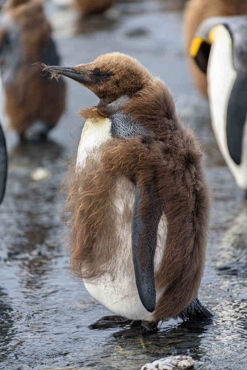 Pingüino Rey - islas Georgias del Sur