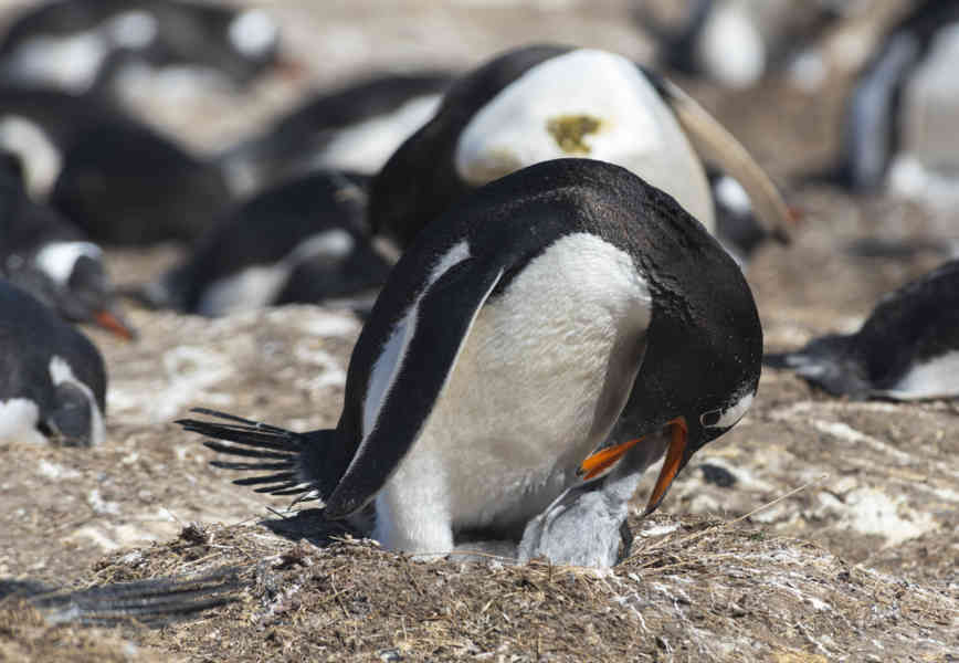 13 - Pingüino Gentoo - islas Falkland o Malvinas