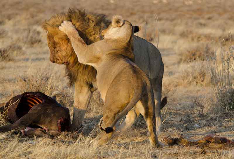 Leones jugando - parque nacional de Etosha - Namibia