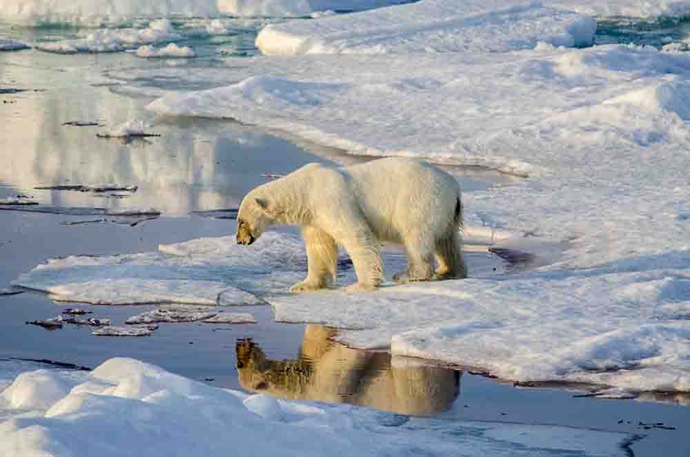 Oso Polar - islas Svalbard - banquisa ártica