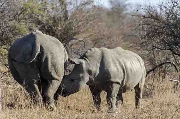 Rinoceronte Blanco - Sudáfrica
