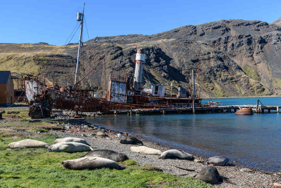 18 - Islas Georgias del Sur - Grytviken - Harpon Jetty - Leones Marinos