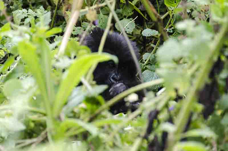 Gorila joven - selva de Virunga - parque nacional de los volcanes - Ruanda
