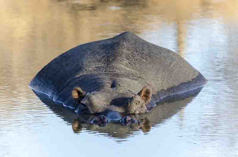 Hipopótamo - Sudáfrica