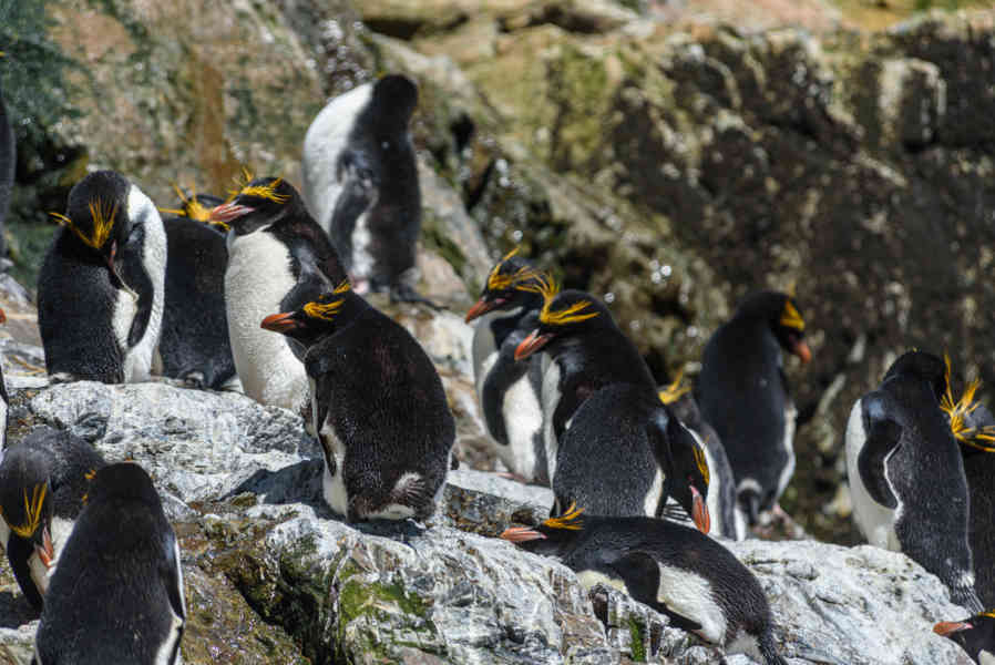 43 - Pingüino Macaroni - islas Georgias del Sur