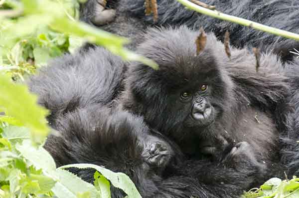 Gorilas jovenes - selva de Virunga - parque nacional de los volcanes - Ruanda