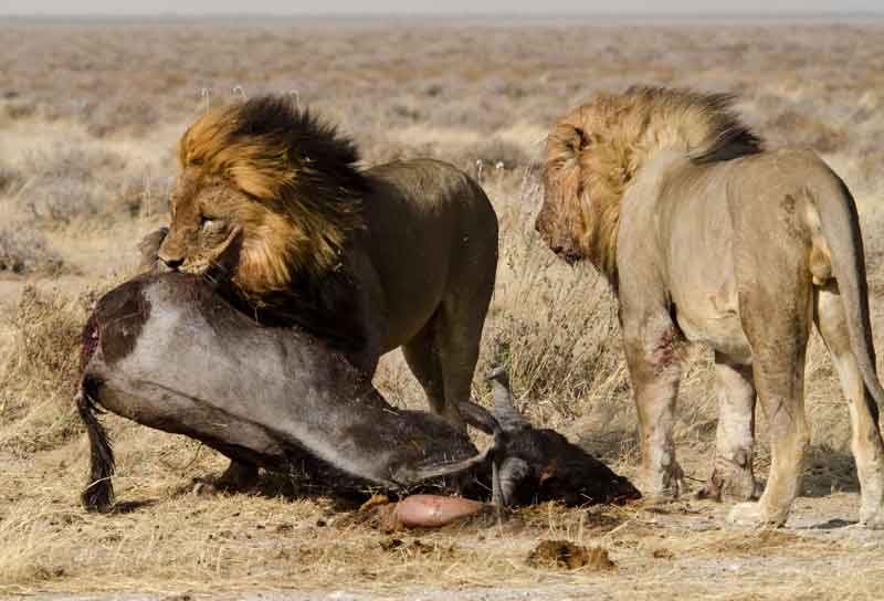 Leones comiendo - parque nacional de Etosha - Namibia