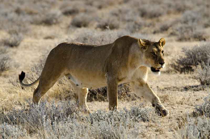 Leona - parque nacional de Etosha - Namibia