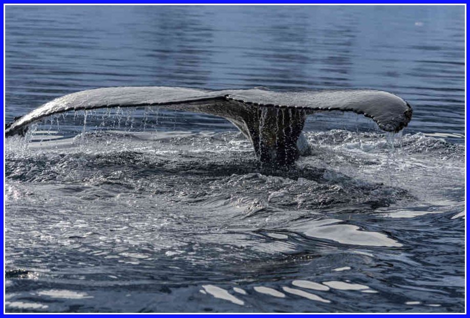 00 - Ballena Minke Antártica