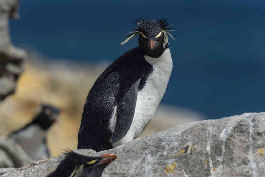 23 - Pingüino Rockhopper - islas Falkland o Malvinas