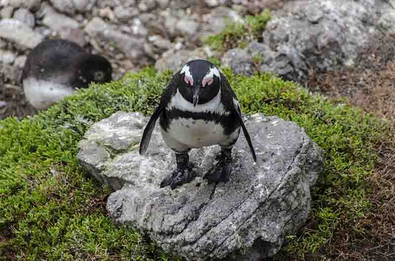 Pingüino Africano - Sudáfrica