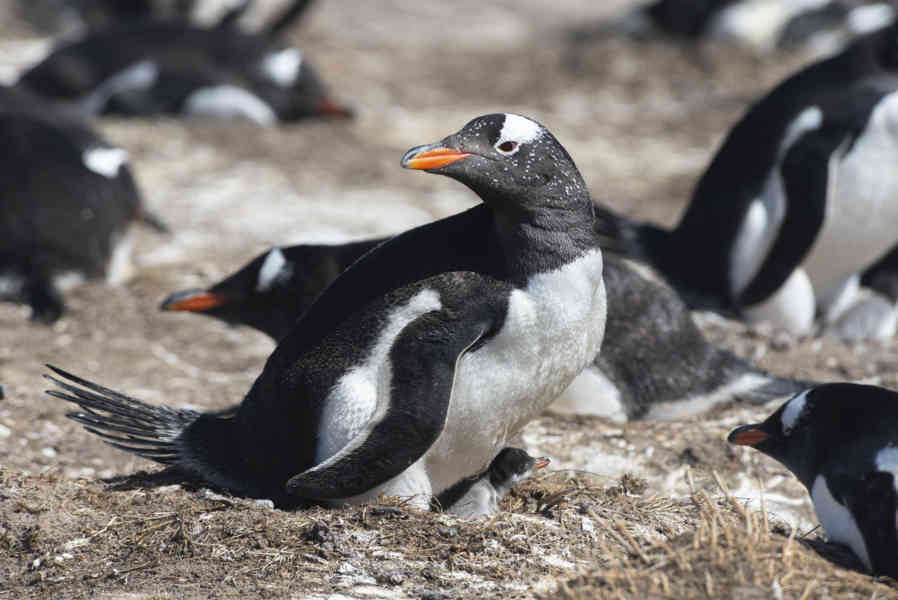 14 - Pingüino Gentoo - islas Falkland o Malvinas